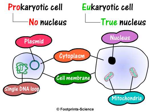 Prokaryotic And Eukaryotic Cells Worksheet Answer Key